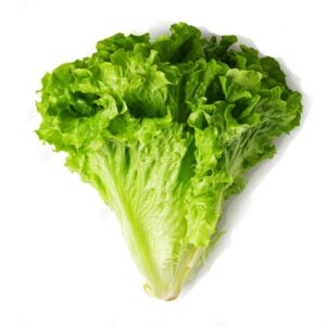 LECHUGA CARDOSO