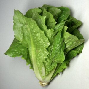 LECHUGA AMERICANA CARDOSO