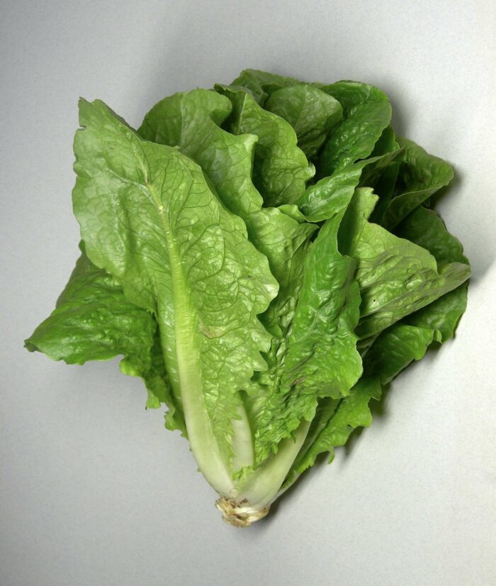 LECHUGA AMERICANA CARDOSO