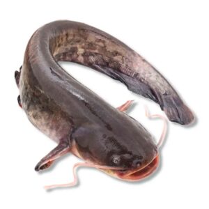 PESCADO BAGRE (JUNDIA)