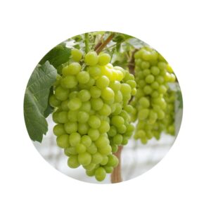 UVA SIN SEMILLA ARRA15